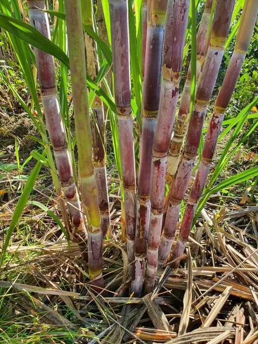 Cana de Áçucar variedade roxa