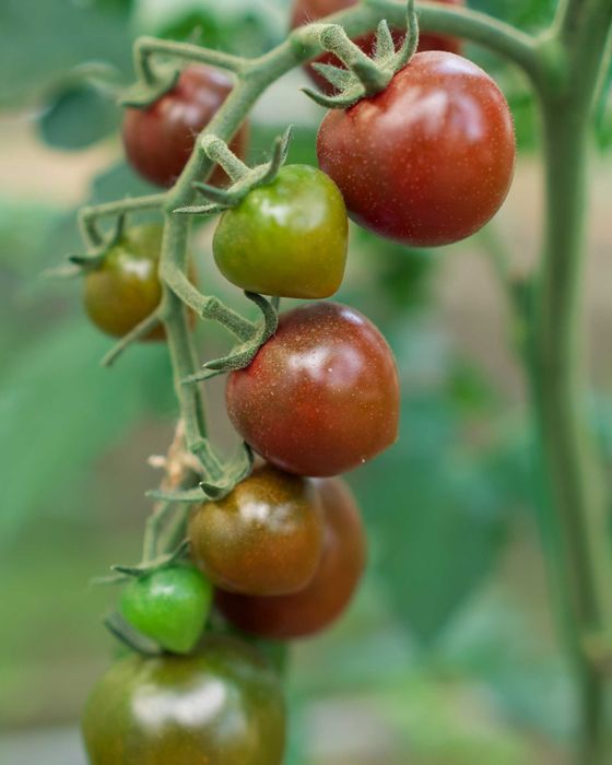 Низька ціна і найкраща якість!теплиця (3х4 3х6 4х6)  з полікарбонатом