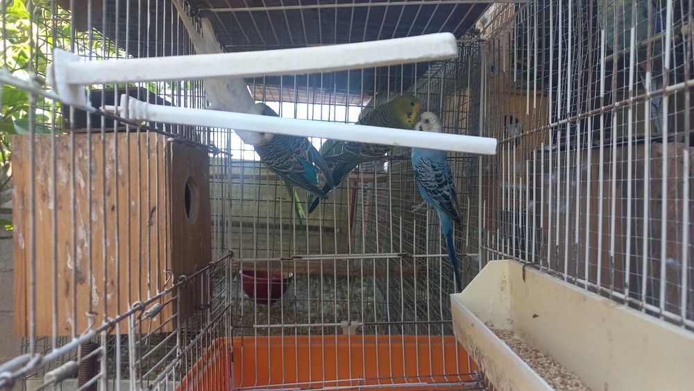 Tenho caturras para vender e piurras