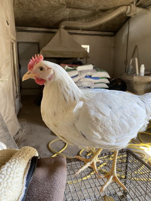 Курочки Ломан-Сенді  5 місяців