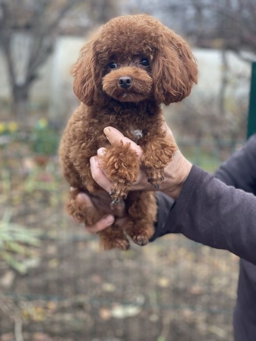 Вязка Китай тікап 1.5 кг