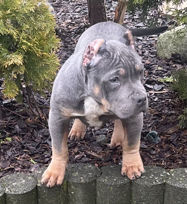 American bully suczka Bydgoszcz • OLX.pl