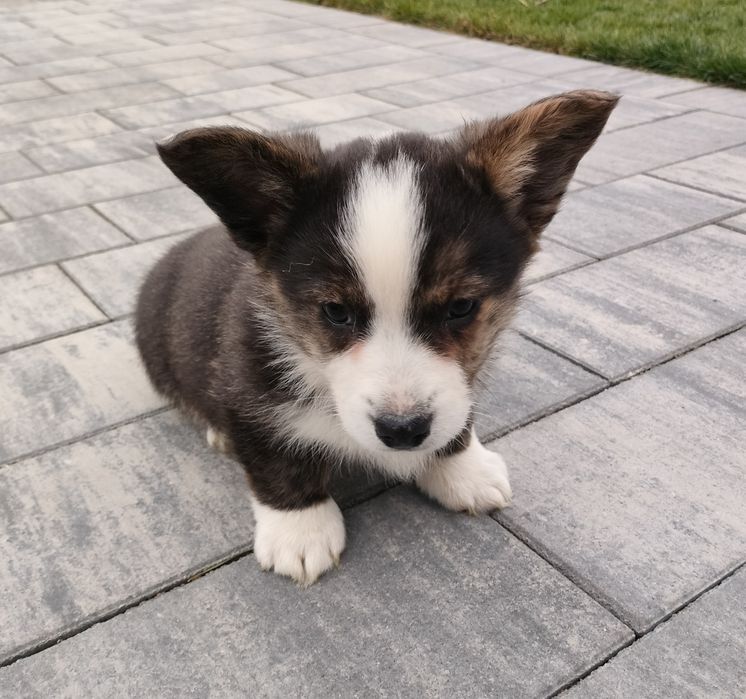 Welsh Corgi Cardigan  - piesek
