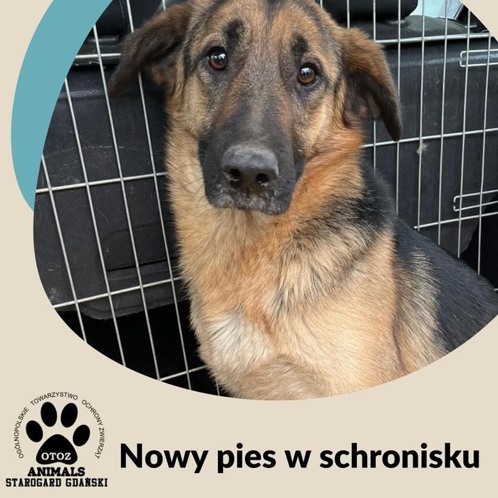 Znaleziono psa w typie ON