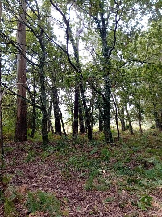 Terreno Forjães 460m² – Ideal para Mini Quinta ou Pomar