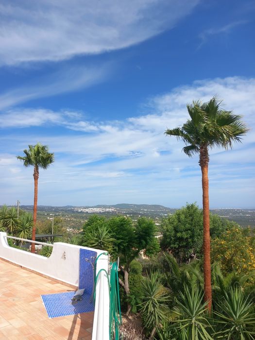 Limpeza de palmeiras