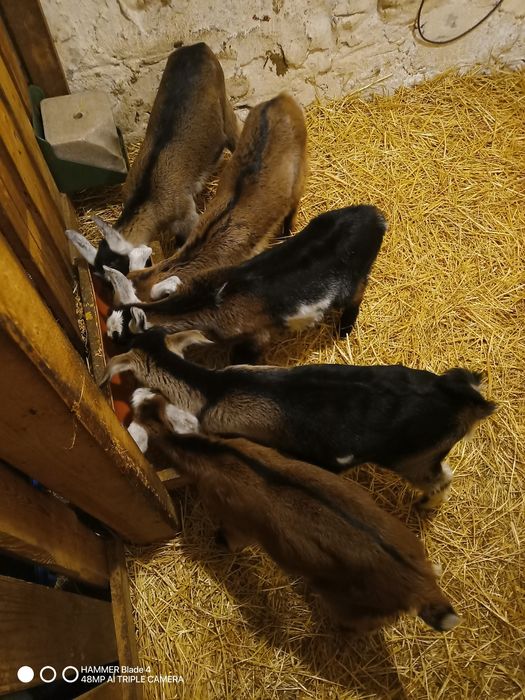 Sprzedam koźlęta 50 % anglonubijskie