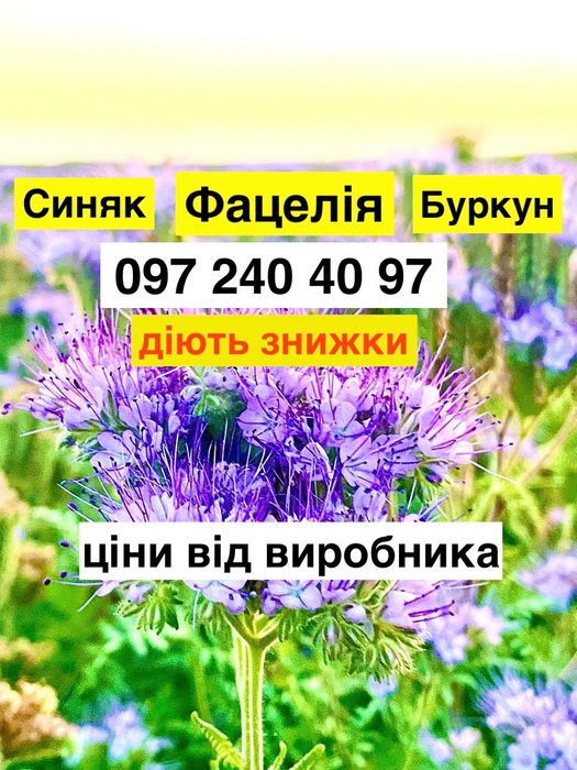 Продам насіння Фацелії, Буркуна (однорічний, дворічний), Синяк