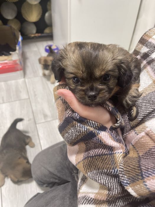 Собачки у добрі руки