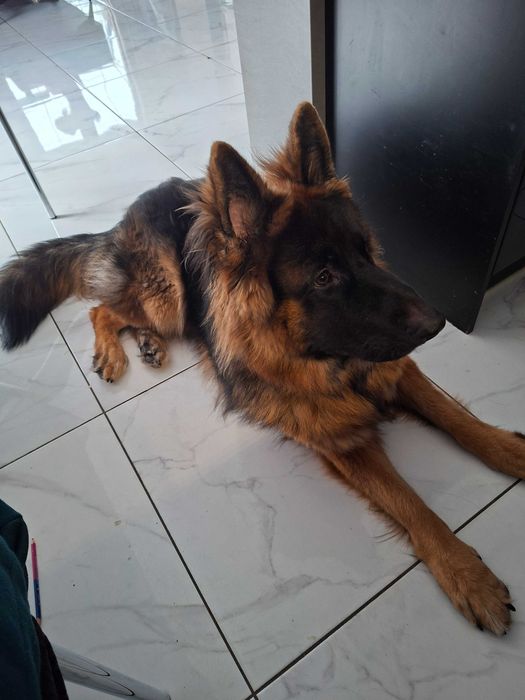 Owczarek niemiecki oddam za darmo
