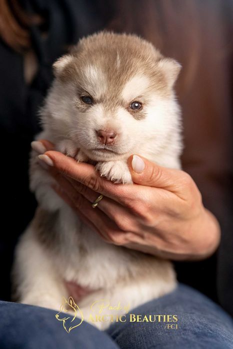 Siberian Husky/Suczka, Wybitna, ciemnooka