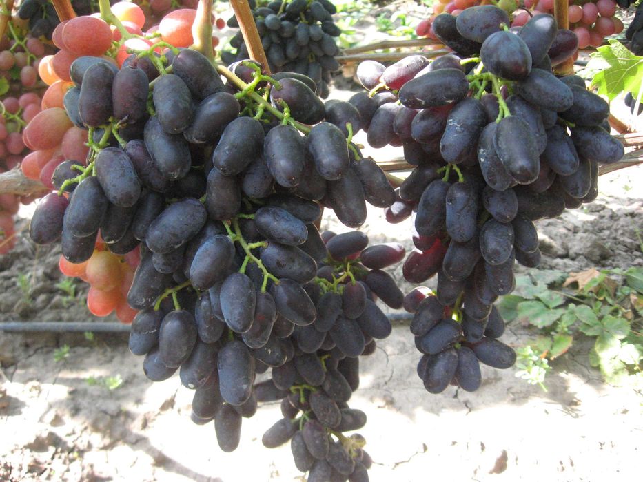 Черенки винограда