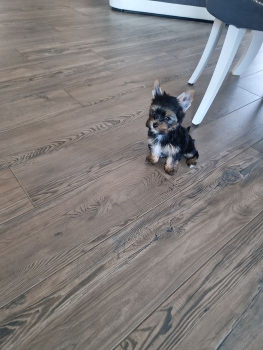 Yorkshire Terrier Piesek Gotowy do Odbioru
