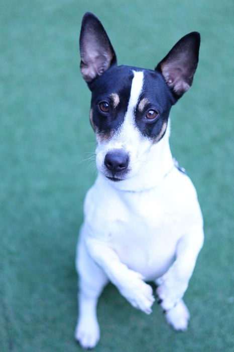 Sessões  Fotográficas  para Cães