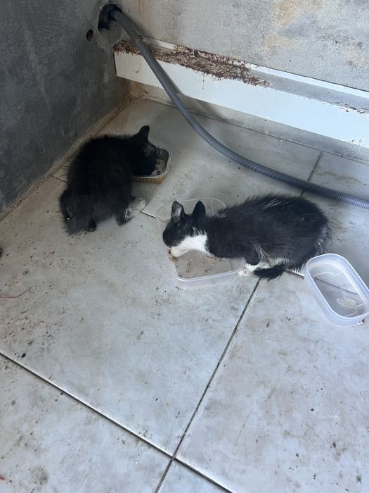 Gatas para adoção