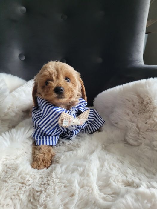 PIESEK maltipoo F1 B pudel toy