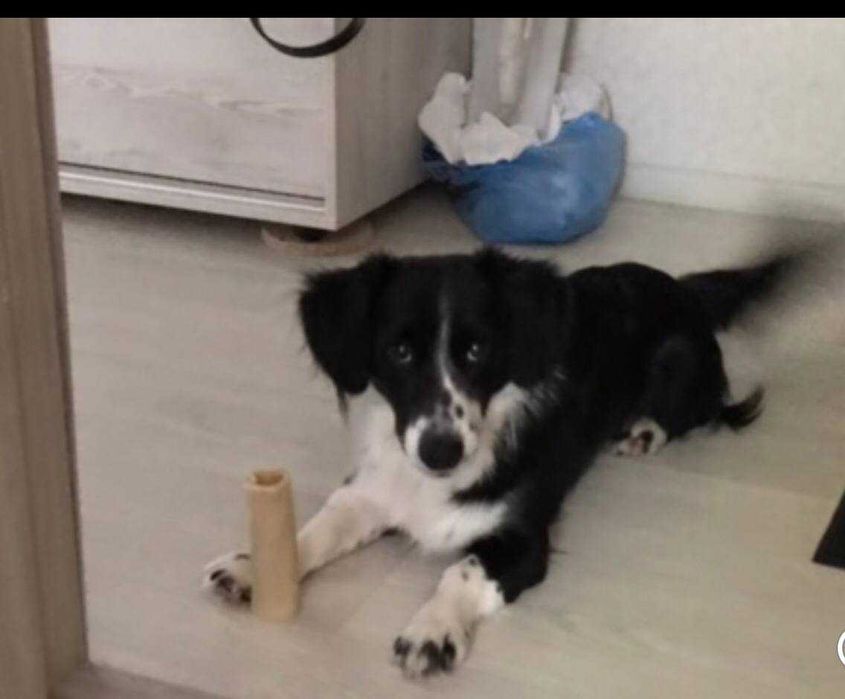 Віддам свою собачку в гарні, люблячі руки