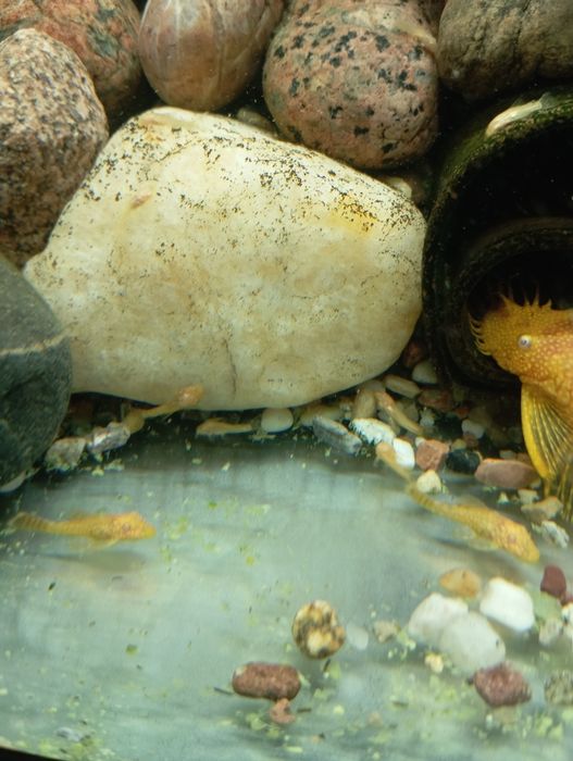 Glonojad albinos ancistrus zbrojnik