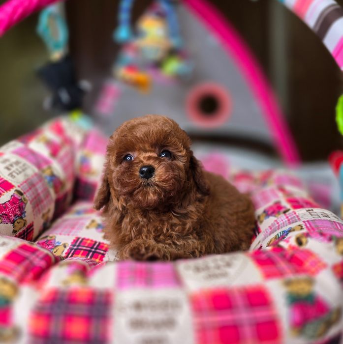 Дівчинка той пудель Китай