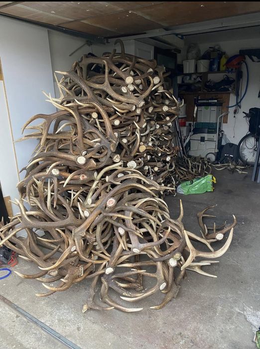 Skup poroża, rogi, zrzuty jelenia, daniela, łosia, kozła