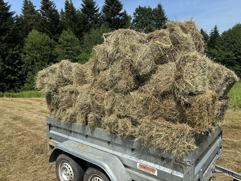 Siano kostki drugi pokos 2025