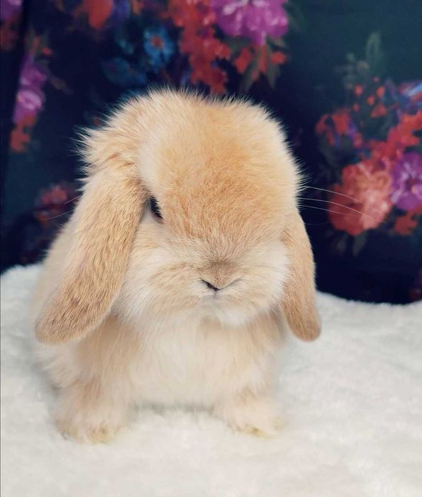 KIT Coelhos anões orelhudos, mini lop muito inteligentes e meigos