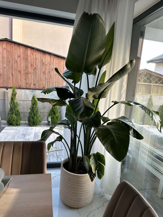 Kwiat sterlicja wysokos okolo 2.4 metra