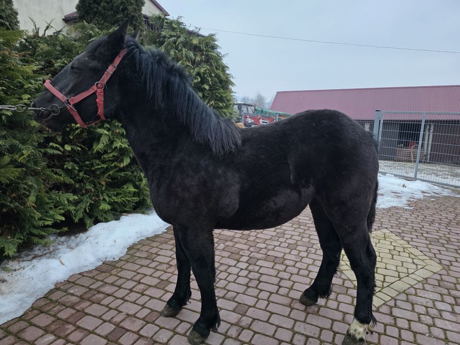 Źrebica 10 miesięczna