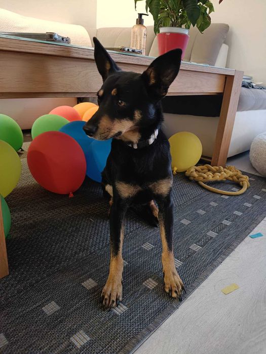 Kacperek poleca się do adopcji
