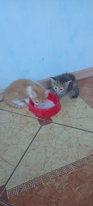 Віддам маленьких кошенят в люблячу родину.