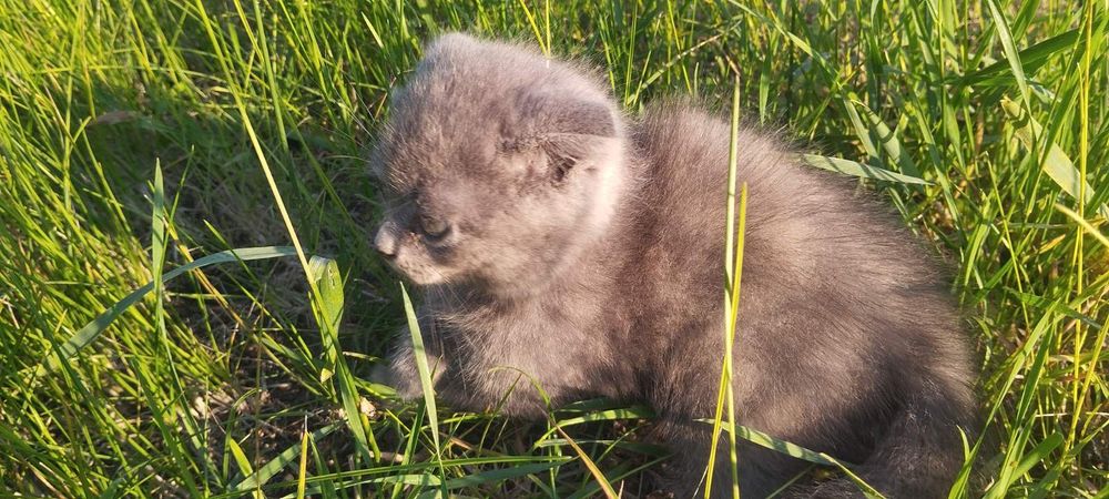 Кошенята в добрі руки