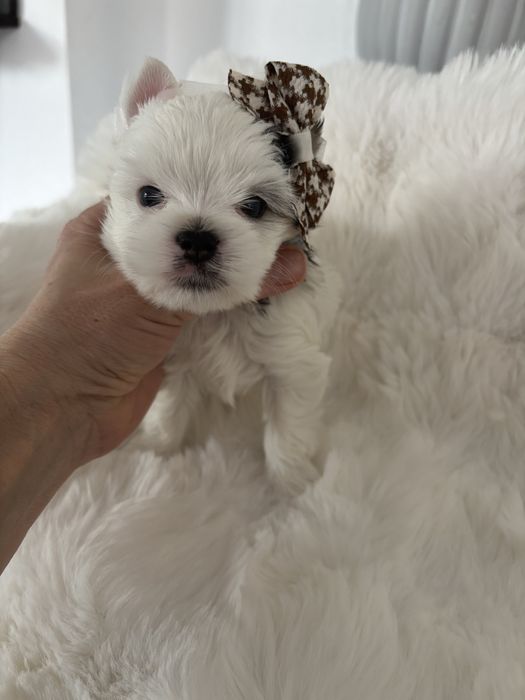 Yorkshire Terrier Biewer