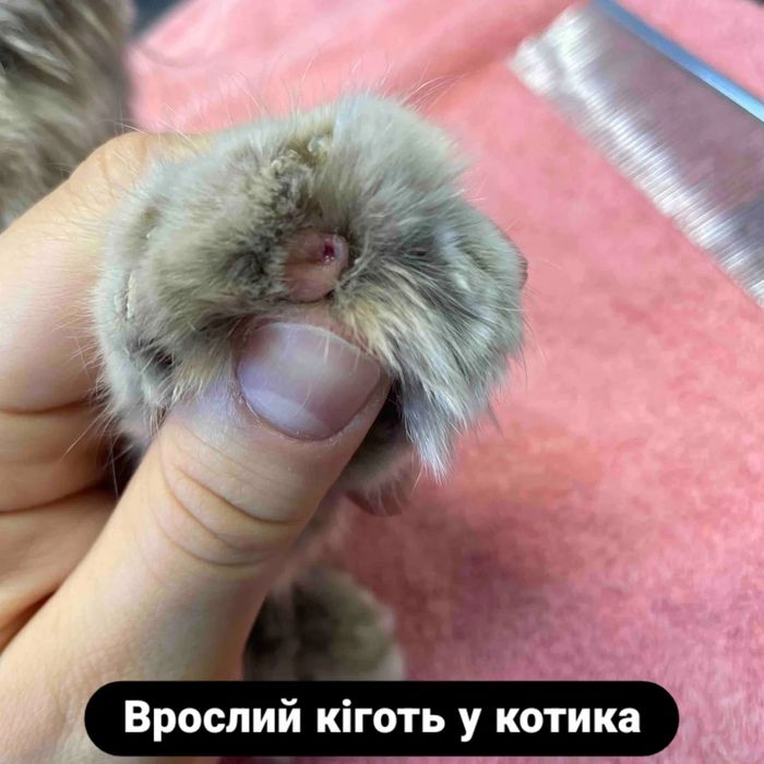 Грумінг для собак, котів, гризунів