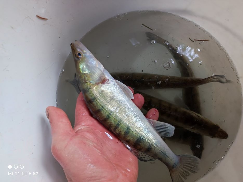 Sandacz Karp Jesiotr