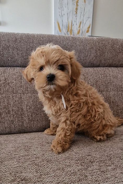 Maltipoo Lala Luna F1