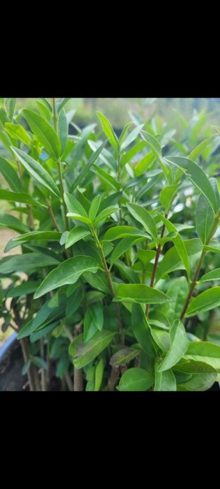 Ligustr zimozielony atrovirens 30cm + ostatni tydzień promocji