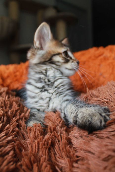 Маленька смугаста киця Тигруля чекає на тебе! Кошеня 3м (котенок)