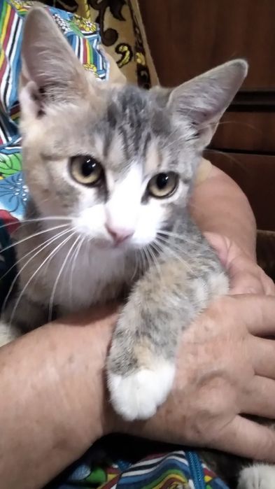 Кішечка в добрі руки