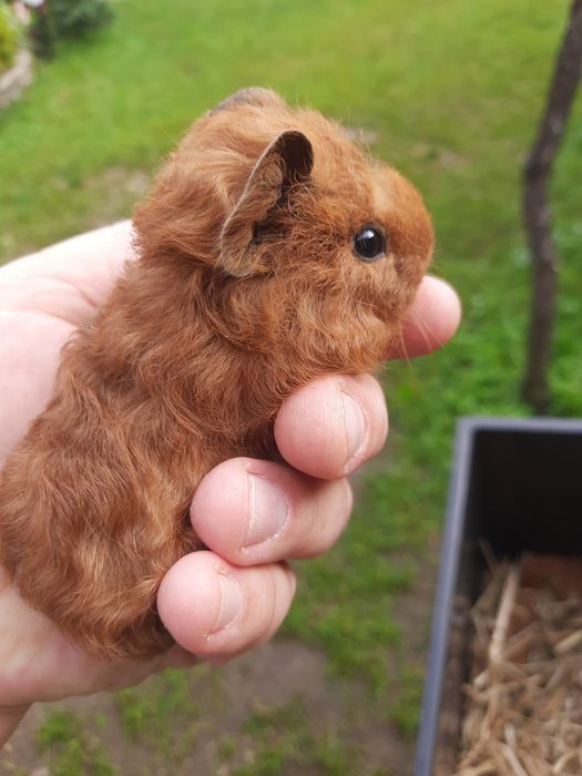 Świnki Morskie US Teddy
