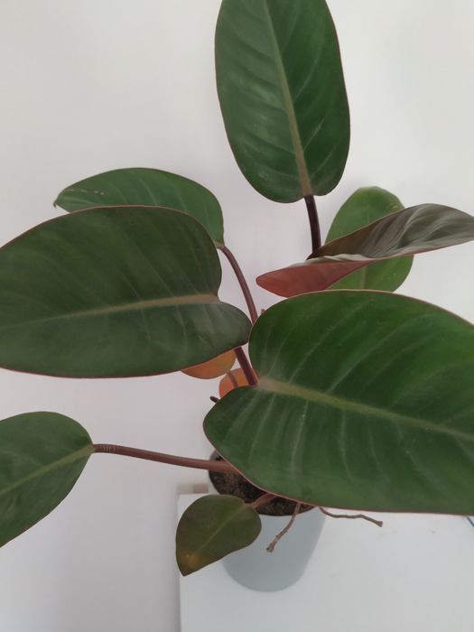 Kwiaty doniczkowe drzewka szczęścia