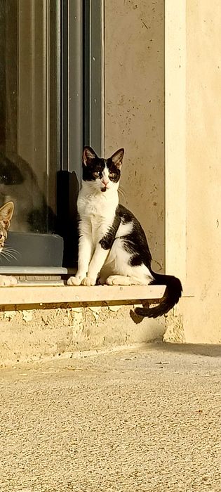 Gatinhos para adoção responsável