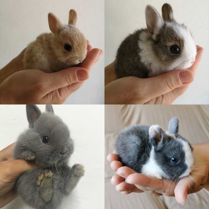 KIT Coelhos anões angorá e minitoy muito fofos e dóceis