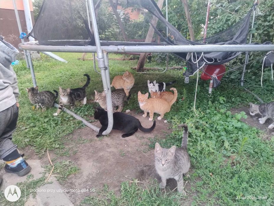 Oddam koty odkarmione nie potrzebują matki