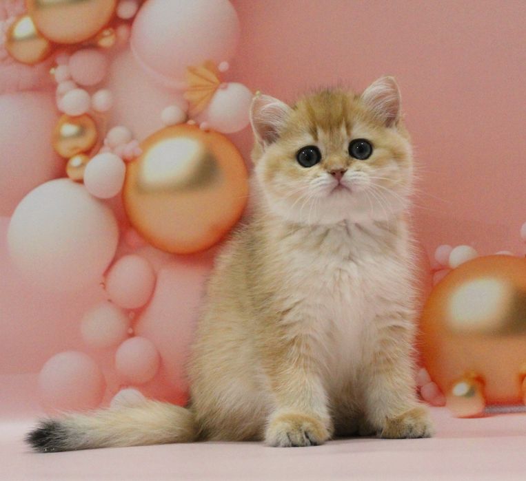 Золота британочка на ім'я Адріанна чекає свою матусю