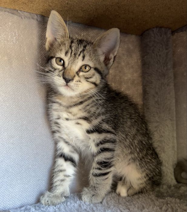Gatinho as riscas,para adotar.Macho,2 mezes