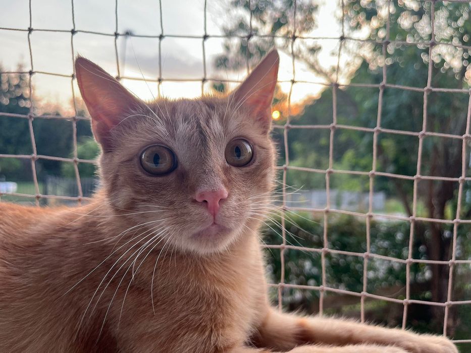 Rozmruczany rudy  8 miesięczny kotek do adopcji
