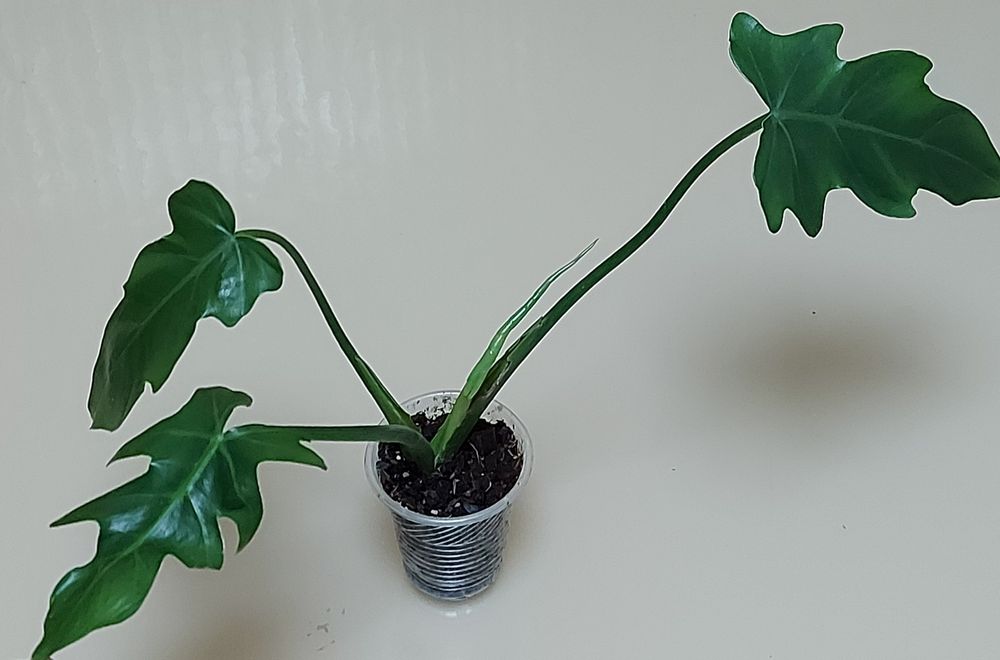 Філодендрон біркін, Біллітай оренж, маска, радіатум