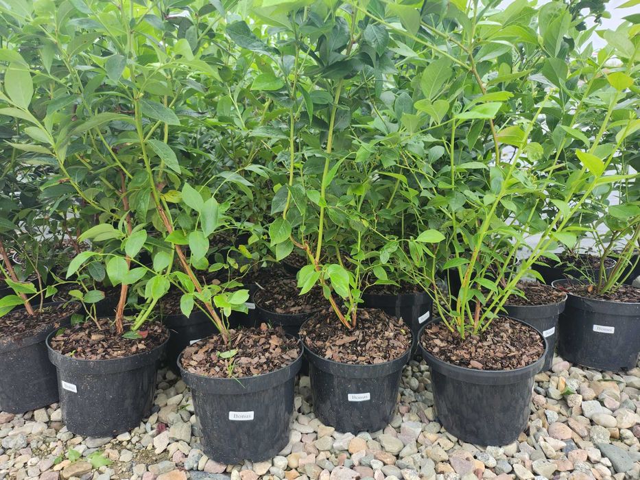 Borówka amerykańska 3 letnia, doniczka 2l