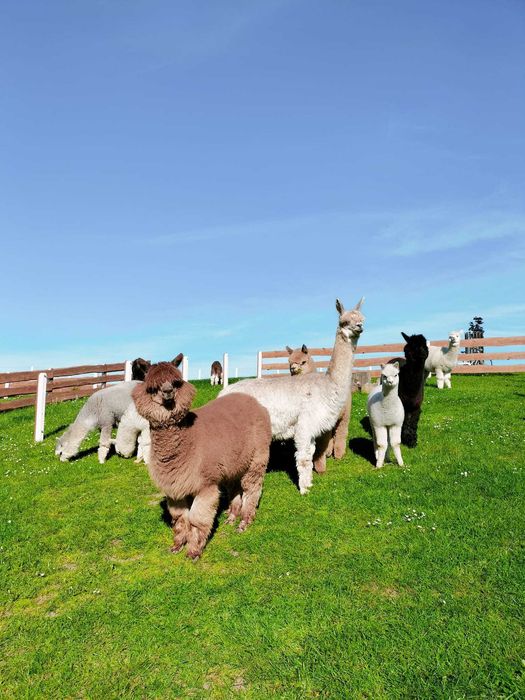 Alpaka samiec lub samica