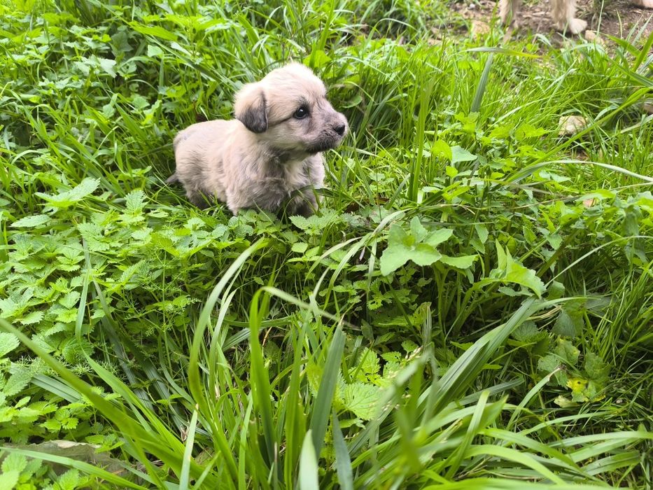 Cãezinhos canixes porte médio